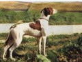 Pedigree MILORD DI GROPPO Pedigree MILORD DI GROPPO